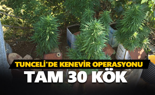 Tunceli'de kenevir operasyonu: Tam 30 kök...