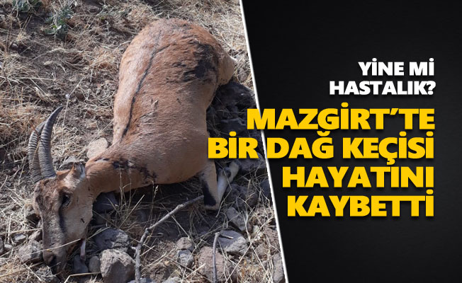 Mazgirt'te bir dağ keçisi hayatını kaybetti