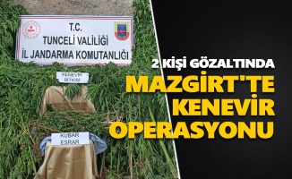 Mazgirt'te kenevir operasyonu: 2 kişi gözaltında